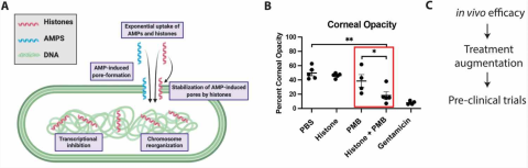 Figure 1. Antimicrobial synergy approach using antimicrobial peptides (AMPs) and histones. (A) AMPs enable the uptake of histones, which enter the cytoplasm and interfere with transcription and chromosome organization. (B) Corneal infection assays using an in vivo mouse model show that histones synergize with the AMP polymyxin B (PMB). (C) Research plan is to augment treatment through increasing retention at the infection site, which will improve the antimicrobial efficacy in pre-clinical trials.
